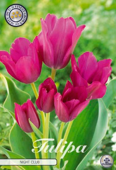 Tulipaner 'Night Club' - 7 stk. tulipanløk