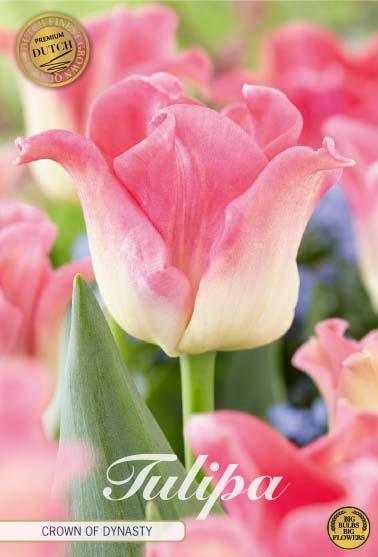 Tulipaner 'Crown of Dynasty' - 7 stk. tulipanløk