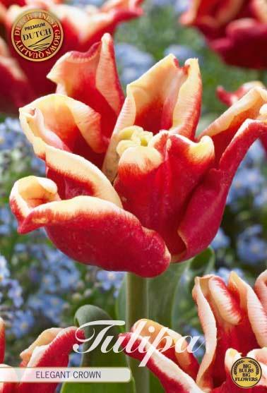 Tulipaner 'Elegant Crown' - 7 stk. tulipanløk