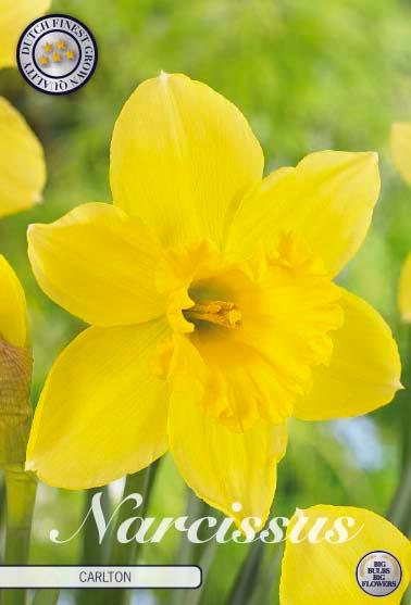 XXL-pakke Narsisser 'Carlton' - 50 stk blomsterløk av påskeliljer