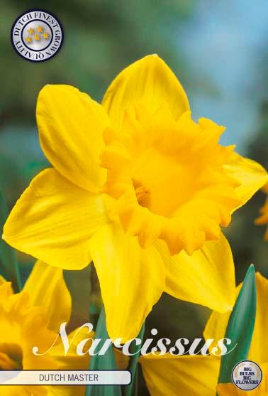 Narsisser 'Dutch Master' - 5 stk blomsterløk av påskeliljer