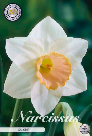 Narsisser 'Salome' - 5 stk blomsterløk av påskeliljer