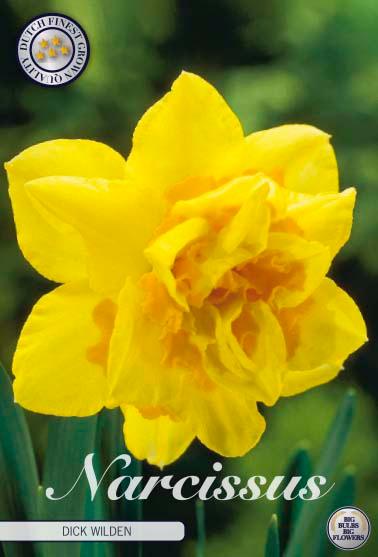 Narsisser 'Dick Wilden' - 5 stk blomsterløk av påskeliljer