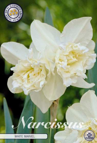 Narsisser 'White Marvel' - 5 stk blomsterløk av påskeliljer
