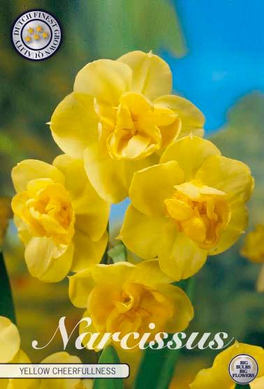 Narsisser 'Yellow Cheerfulness' - 5 stk blomsterløk av påskeliljer