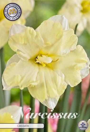 Narsisser 'Cassata' - 5 stk blomsterløk av påskeliljer
