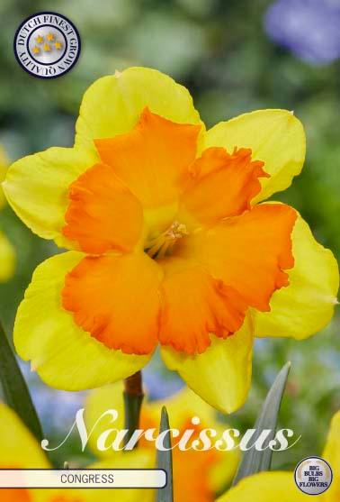 Narsisser 'Congress' - 5 stk blomsterløk av påskeliljer