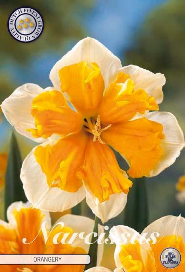Narsisser 'Orangery' - 5 stk blomsterløk av påskeliljer