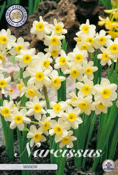 Narsisser 'Minnow' - 10 stk. blomsterløk av påskeliljer
