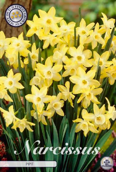 Narsisser 'Pipit' - 7 stk. blomsterløk av påskeliljer