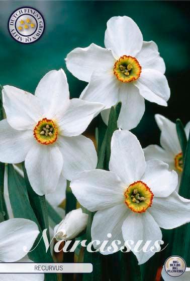Narsisser 'Recurvus' - 5 stk. blomsterløk av pinselilje