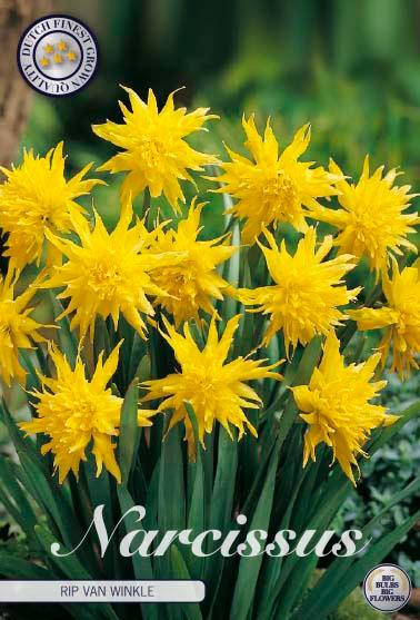 Narsisser 'Rip van Winkle' - 7 stk. blomsterløk av påskeliljer