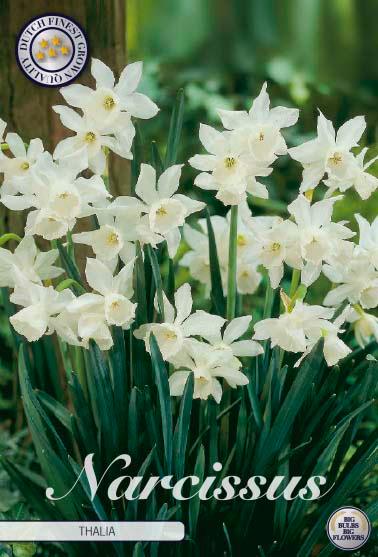 Narsisser 'Thalia' - 7 stk. blomsterløk av påskeliljer