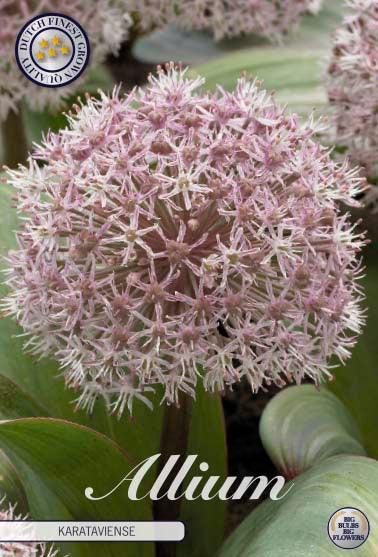 Allium 'Karataviense' - 5 stk. blomsterløk av Prydløk