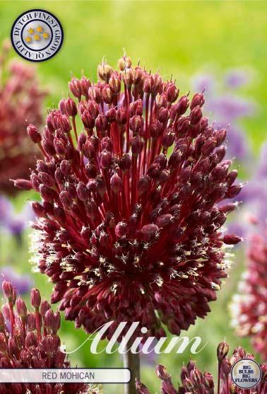 Allium 'Red Mohican' - 2 stk. blomsterløk av Prydløk