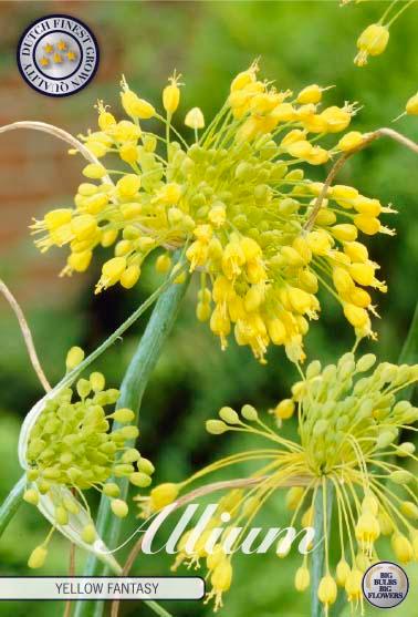 Allium 'Yellow Fantasy' - 10 stk. blomsterløk av Prydløk