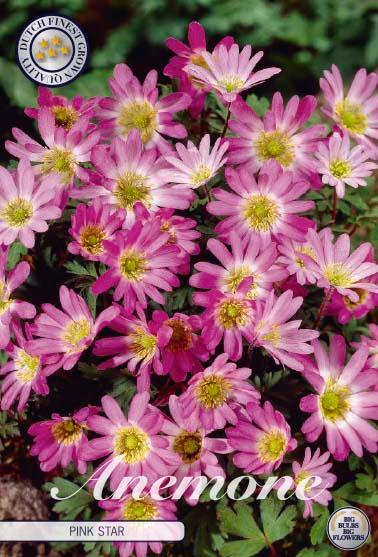 Anemone Blanda 'Pink Star' - 10 stk. blomsterløk