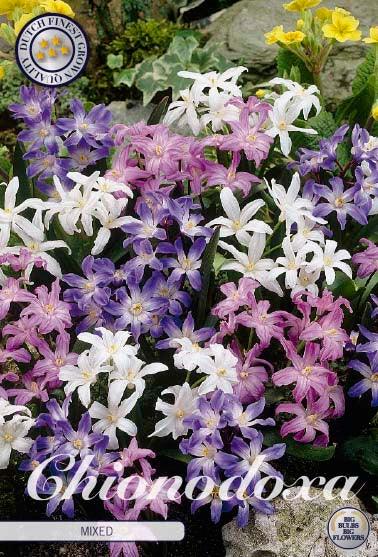 Snøstjerne Chionodoxa mikspakke - 20 stk blomsterløk