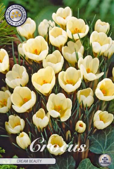 Krokus 'Cream Beauty' - 20 stk. blomsterløk