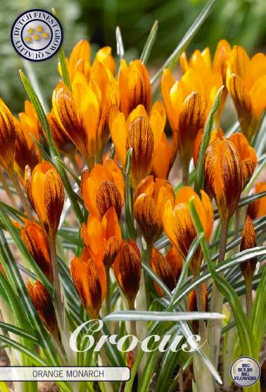 Krokus 'Orange Monarch' - 10 stk. blomsterløk