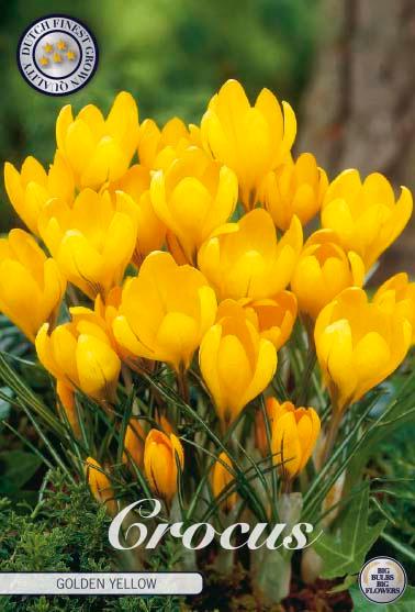 Krokus 'Golden Yellow' - 10 stk. blomsterløk