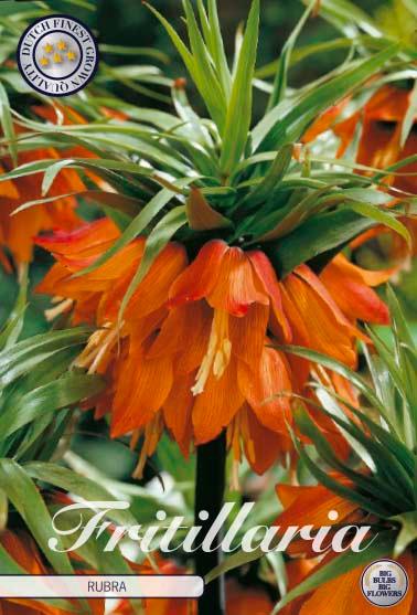Fritillaria Imperialis 'Rubra' - 1 stk. blomsterløk