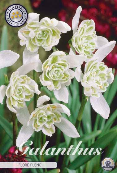 Snøklokke Galanthus 'Flore Pleno' - 7 stk. blomsterløk