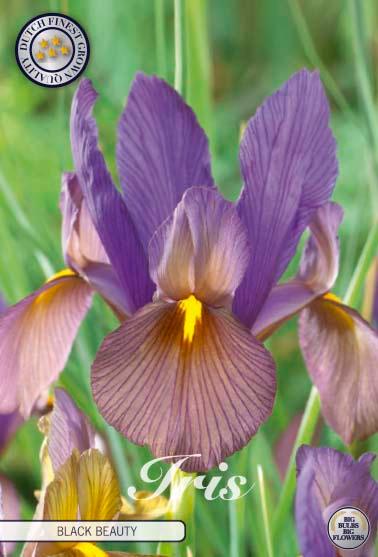 Iris Hollandica 'Black Beauty' - 15 stk blomsterløk
