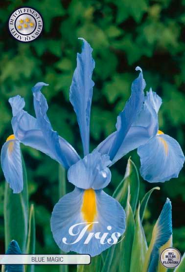 Iris Hollandica 'Blue Magic' - 15 stk blomsterløk