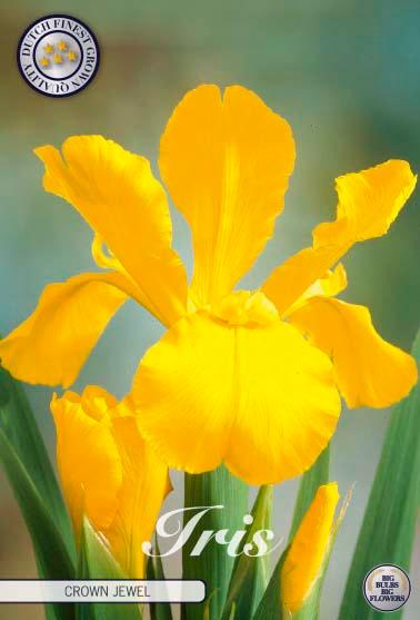 Iris Hollandica 'Crown Jewel' - 15 stk blomsterløk