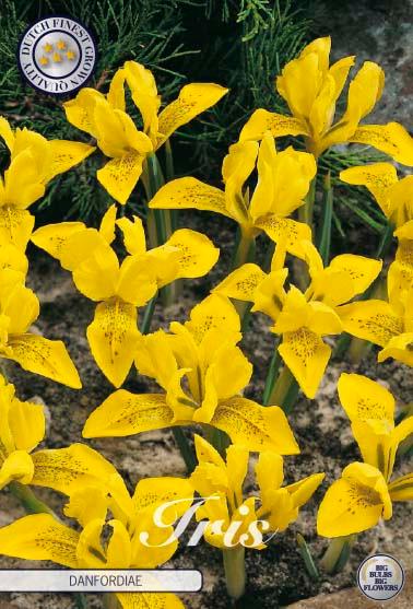 Iris 'Danfordiae' - 15 stk blomsterløk av Dvergiris