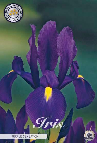 Iris Hollandica 'Purple Sensation' - 15 stk blomsterløk
