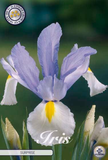 Iris Hollandica 'Surprise' - 15 stk blomsterløk