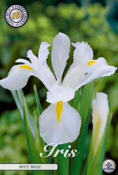 Iris Hollandica 'White Magic' - 15 stk blomsterløk