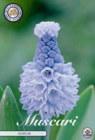 Muscari 'Azureum' - 15 stk. blomsterløk av perleblomst