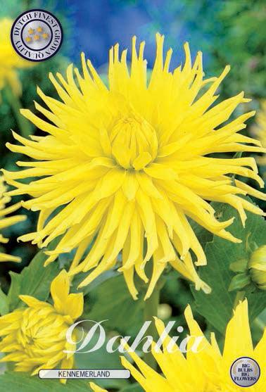 Dahlia 'Kennemerland' - 1 stk. georgineknoll