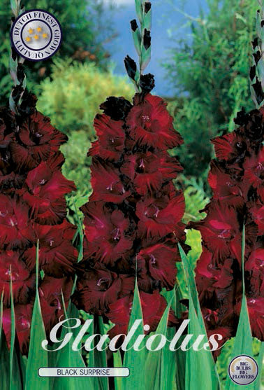 Gladiolus 'Black Surprice' - 10 stk. blomsterløk av gladiol