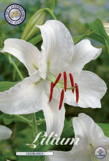 Orientalsk lilje 'Casablanca' - 2 blomsterløk av lilje