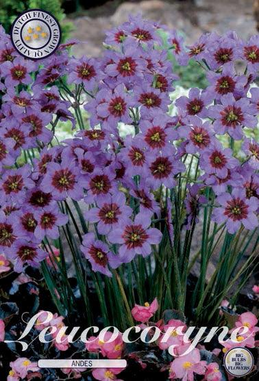 Leucocoryne 'Andes' - 10 blomsterløk av leucocoryne