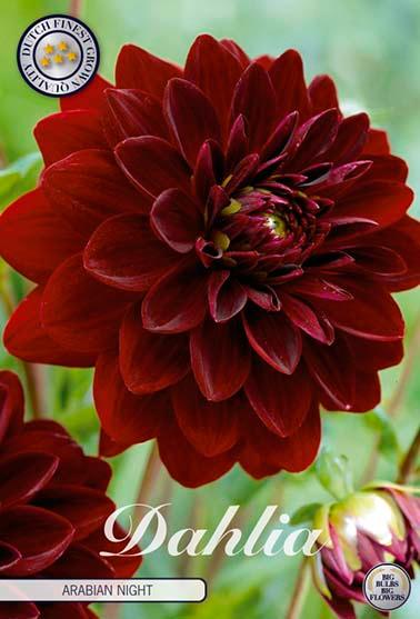 Dahlia 'Arabian Night' - 1 stk. georgineknoll