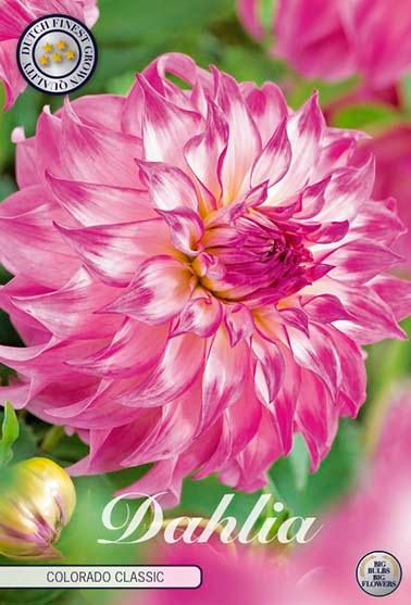 Dahlia 'Colorado Classic' - 1 stk. georgineknoll