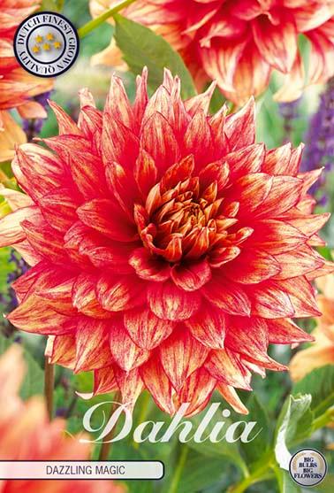 Dahlia 'Dazzling Magic' - 1 stk. georgineknoll