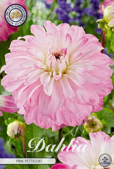 Dahlia 'Pink Petticoat' - 1 stk. georgineknoll