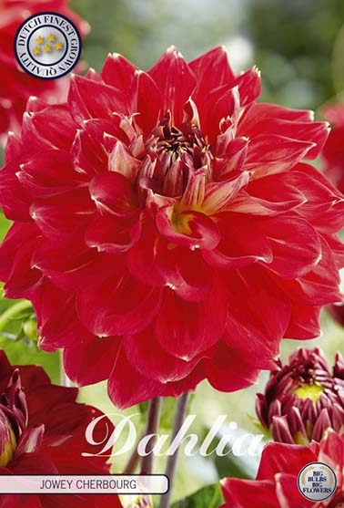 Dahlia 'Jowey Cherbourg' - 1 stk. georgineknoll