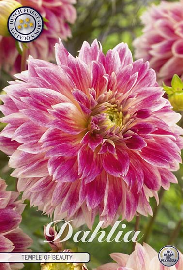 Dahlia 'Temple of Beauty' - 1 stk. georgineknoll