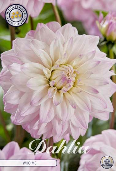 Dahlia 'Who Me' - 1 stk. georgineknoll