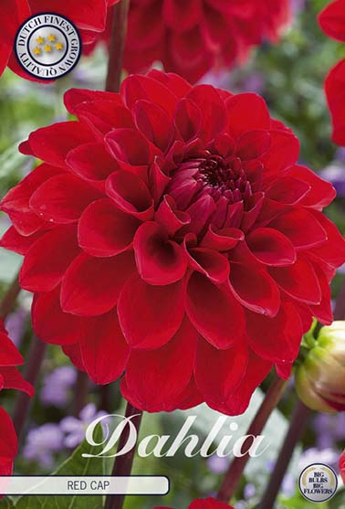 Dahlia 'Red Cap' - 1 stk. georgineknoll