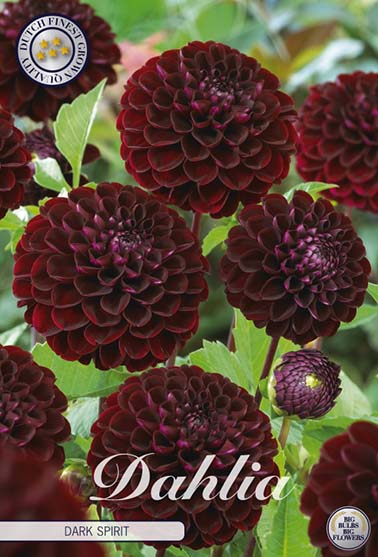 Dahlia 'Dark Spirit' - 1 stk. georgineknoll