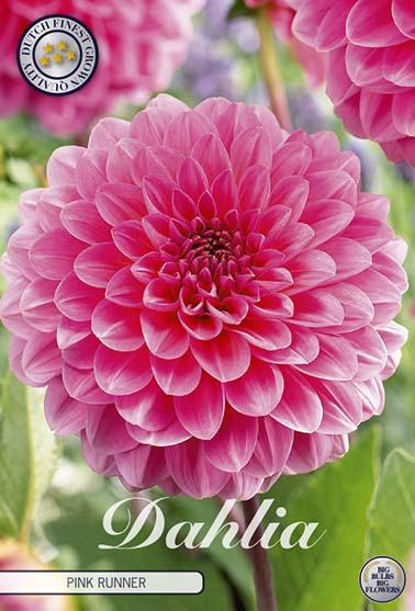 Dahlia 'Pink Runner' - 1 stk. georgineknoll