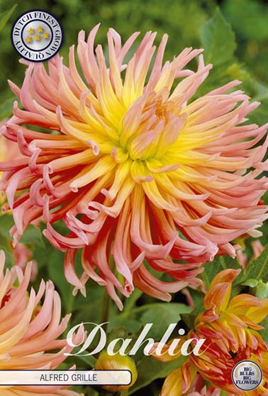 Dahlia 'Alfred Grille' - 1 stk. georgineknoll